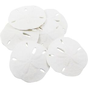 Sand Dollar - Real Sand Dollars - 2 1/2" to 3" (3pk) - Sand Dollar Shells - Wedding Seashell Craft - Sand Dollars for Crafts - Sand Dollar Ornaments - Sand Dollars Bulk - Tiny Sand Dollar