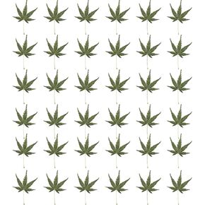 36Pcs Real Dried Maple Leaves,Natural Dried Pressed Maple Leaves for Cell Phone Case Bookmark DIY Resin Mold Art Craft DIY Embellishment Decorations (Green)