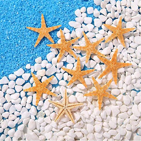 TIHOOD 0.4"-1.2" Small Starfish Star Sea Shell Beach Crafts Decor (Blue) in Kuwait