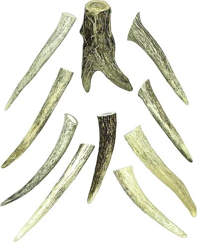 نصائح Deer Valley Antler - مجموعة من 10 نقاط مصقولة مستوحاة من أمريكا الأصلية (طولها 3-5 بوصات) للمجوهرات التقليدية وسلاسل المفاتيح (مثالية لديكور المنزل والحرف اليدوية الأصلية) (بني طبيعي) in Kuwait