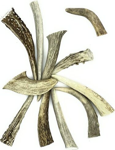 نصائح Deer Valley Antler - مجموعة من 10 نقاط مصقولة مستوحاة من أمريكا الأصلية (طولها 3-5 بوصات) للمجوهرات التقليدية وسلاسل المفاتيح (مثالية لديكور المنزل والحرف اليدوية الأصلية) (بني طبيعي) in Kuwait