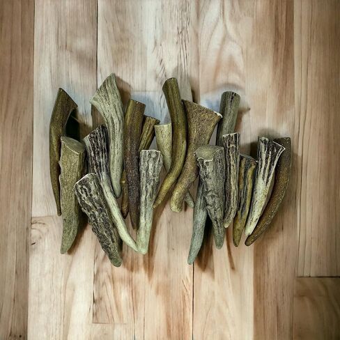 نصائح Deer Valley Antler - مجموعة من 10 نقاط مصقولة مستوحاة من أمريكا الأصلية (طولها 3-5 بوصات) للمجوهرات التقليدية وسلاسل المفاتيح (مثالية لديكور المنزل والحرف اليدوية الأصلية) (بني طبيعي) in Kuwait