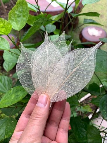 100 لون بني طبيعي، بدون طلاء. هيكل عظمي اوراق الشجر المطاطية الطبيعية سجل القصاصات الحرفية اليدوية بطاقات الزفاف، اوراق كبيرة in Kuwait