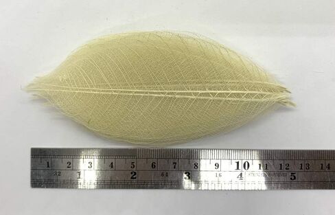 100 لون بني طبيعي، بدون طلاء. هيكل عظمي اوراق الشجر المطاطية الطبيعية سجل القصاصات الحرفية اليدوية بطاقات الزفاف، اوراق كبيرة in Kuwait