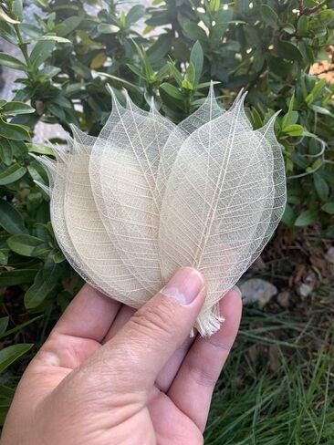 100 لون بني طبيعي، بدون طلاء. هيكل عظمي اوراق الشجر المطاطية الطبيعية سجل القصاصات الحرفية اليدوية بطاقات الزفاف، اوراق كبيرة in Kuwait