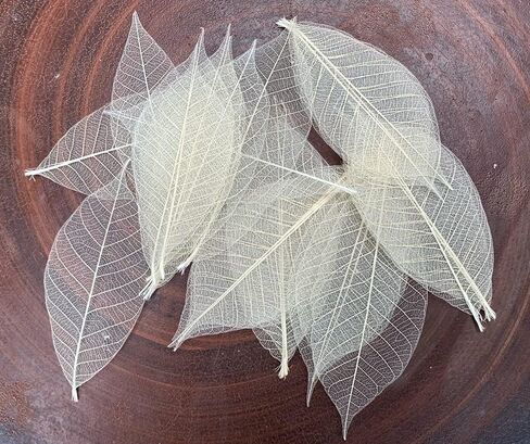 100 لون بني طبيعي، بدون طلاء. هيكل عظمي اوراق الشجر المطاطية الطبيعية سجل القصاصات الحرفية اليدوية بطاقات الزفاف، اوراق كبيرة in Kuwait