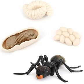 Butterfly Growth Cycle, Animal Growth Cycle Biological Model, Growth Stage Lifelike Butterfly Life Cycle Model Set for Kids Education Insect Themed Party Favors