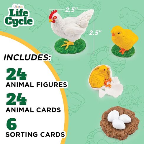 Life Cycle Kit Toy Montessori - Realistic Figurine Toys, Kids Animal Match Set with Frog, Ladybug & Butterfly - Includes 12-Piece, Stocking Stuffers Educational & Fun Learning Game for Children 3+ in Kuwait