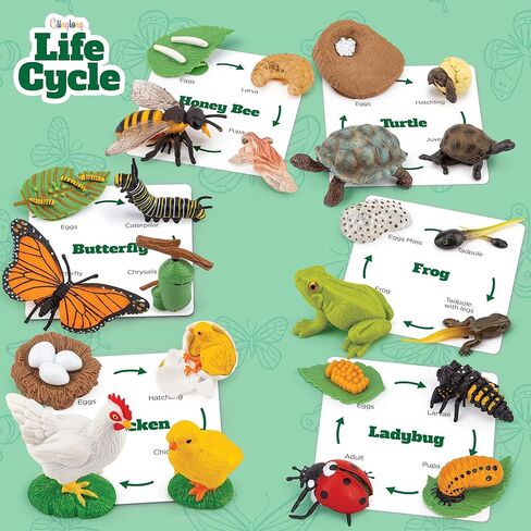 Life Cycle Kit Toy Montessori - Realistic Figurine Toys, Kids Animal Match Set with Frog, Ladybug & Butterfly - Includes 12-Piece, Stocking Stuffers Educational & Fun Learning Game for Children 3+ in Kuwait