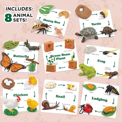 Life Cycle Animal Kit - Montessori Science Toy with 24-Piece Matching Game, Butterfly, Frog, Chicken, Bee, Ladybug and Turtle STEM Educational Gift, Easter Basket fillers for Kids Ages 3-8 in Kuwait