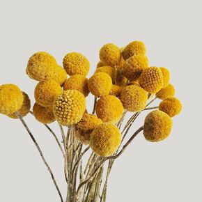 Beau Jour Dried Craspedia Yellow Billy Balls 40 Stems, 1-1.5 inch in Diameter, Dried Flower Branch for DIY Flower Arrangements Home Decor in Kuwait
