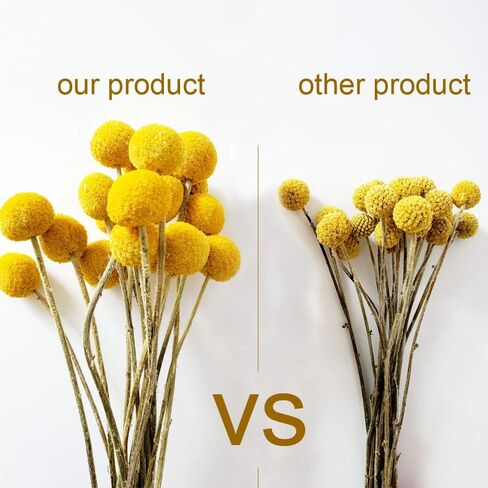 Beau Jour Dried Craspedia Yellow Billy Balls 40 Stems, 1-1.5 inch in Diameter, Dried Flower Branch for DIY Flower Arrangements Home Decor in Kuwait