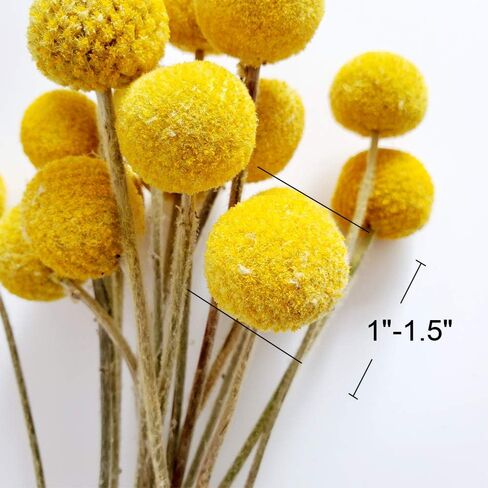 Beau Jour Dried Craspedia Yellow Billy Balls 40 Stems, 1-1.5 inch in Diameter, Dried Flower Branch for DIY Flower Arrangements Home Decor in Kuwait