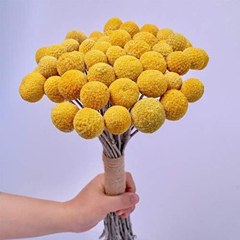 Beau Jour Dried Craspedia Yellow Billy Balls 40 Stems, 1-1.5 inch in Diameter, Dried Flower Branch for DIY Flower Arrangements Home Decor in Kuwait
