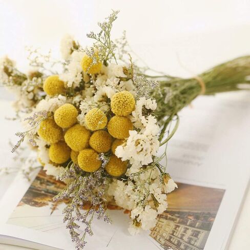 Beau Jour Dried Craspedia Yellow Billy Balls 40 Stems, 1-1.5 inch in Diameter, Dried Flower Branch for DIY Flower Arrangements Home Decor in Kuwait