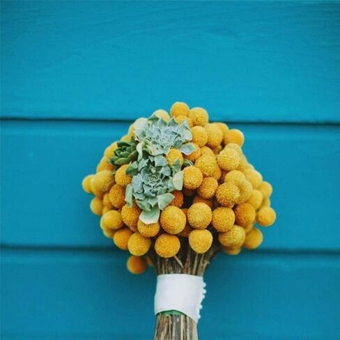 Beau Jour Dried Craspedia Yellow Billy Balls 40 Stems, 1-1.5 inch in Diameter, Dried Flower Branch for DIY Flower Arrangements Home Decor in Kuwait