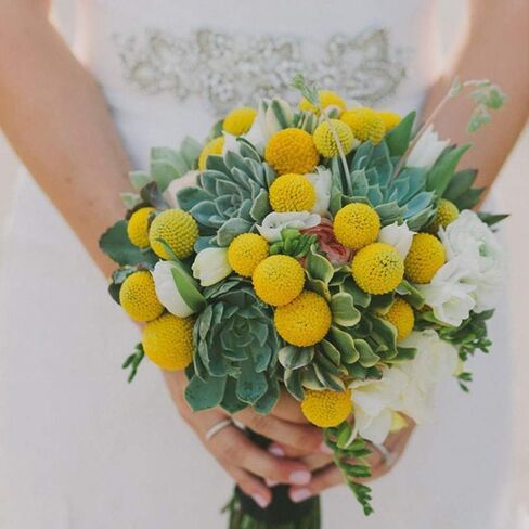 Beau Jour Dried Craspedia Yellow Billy Balls 40 Stems, 1-1.5 inch in Diameter, Dried Flower Branch for DIY Flower Arrangements Home Decor in Kuwait