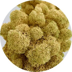 Preserved Reindeer Moss 2 oz/Decorative Moss for Potted Plants, Orchids, Terrariums, Fairy Gardens, Home Decor, Wedding Decor, Dried Natural Lichen/Moss Art Wall Decor (Forest Green) in Kuwait