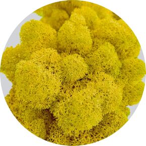 Real Preserved Natural Moss in 1 oz / 2 oz / 3.5 oz/Vibrant Palette Natural Reindeer Lichen – Decorative Moss for Easter Table Decor - Moss Art- Moss Wall Decor - Home Decor (Yellow, 3.5oz) in Kuwait