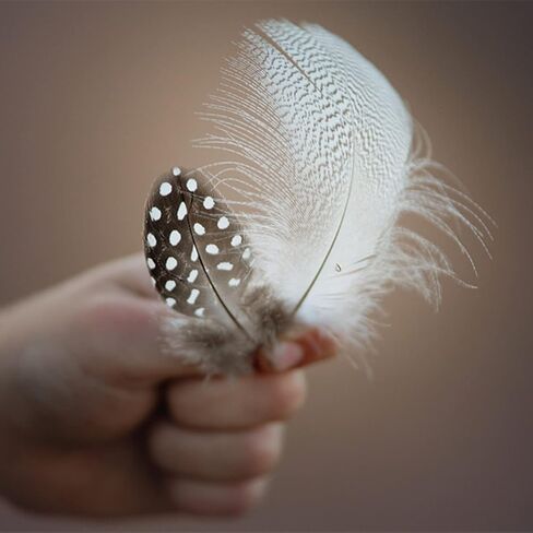 300 قطعة 10 أنماط من الريش الطبيعي المتنوع لصائد الأحلام وصياغة المنزل بنفسك in Kuwait