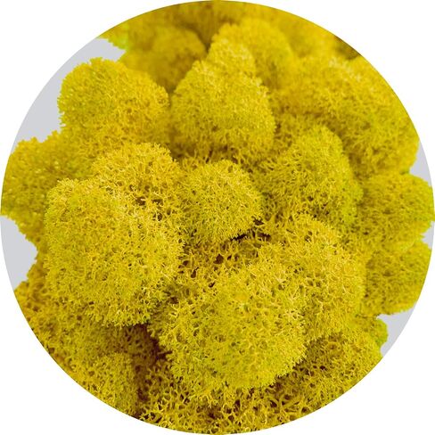طحالب طبيعية محفوظة حقيقية بحجم 1 اونصة / 2 اونصة / 3.5 اونصة / 3.5 اونصة / لوحة حزاز الرنة الطبيعية - طحلب مزخرف لديكور طاولة عيد الفصح - فن الطحالب - ديكور المنزل (اصفر، 3.5 اونصة) in Kuwait