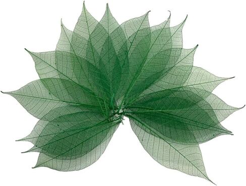 100 قطعة من أوراق الهيكل العظمي الأخضر شجرة المطاط الطبيعية سكرابوكينغ الحرفية DIY بطاقة الزفاف in Kuwait