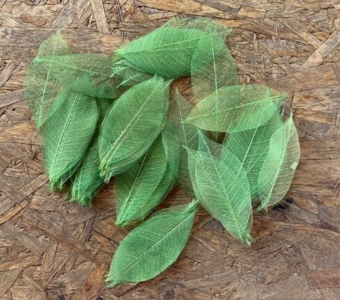 100 قطعة من أوراق الهيكل العظمي الأخضر شجرة المطاط الطبيعية سكرابوكينغ الحرفية DIY بطاقة الزفاف in Kuwait