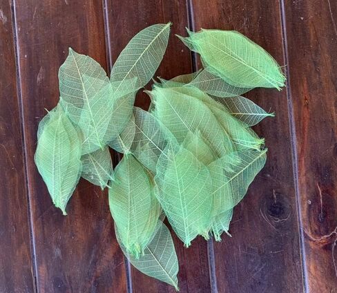 100 قطعة من أوراق الهيكل العظمي الأخضر شجرة المطاط الطبيعية سكرابوكينغ الحرفية DIY بطاقة الزفاف in Kuwait