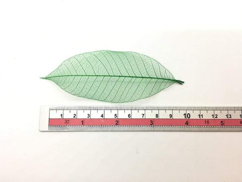 100 قطعة من أوراق الهيكل العظمي الأخضر شجرة المطاط الطبيعية سكرابوكينغ الحرفية DIY بطاقة الزفاف in Kuwait