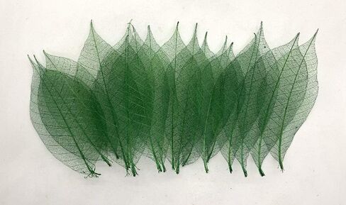 100 قطعة من أوراق الهيكل العظمي الأخضر شجرة المطاط الطبيعية سكرابوكينغ الحرفية DIY بطاقة الزفاف in Kuwait