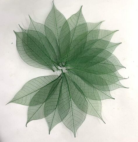 100 قطعة من أوراق الهيكل العظمي الأخضر شجرة المطاط الطبيعية سكرابوكينغ الحرفية DIY بطاقة الزفاف in Kuwait