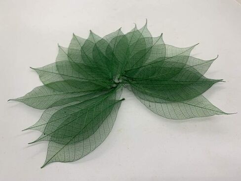 100 قطعة من أوراق الهيكل العظمي الأخضر شجرة المطاط الطبيعية سكرابوكينغ الحرفية DIY بطاقة الزفاف in Kuwait