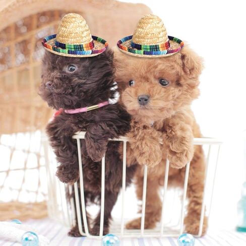 قبعة مكسيكية صغيرة 10 قطع من تيبيست ماكس للحفلات بتصميم فيستا ديكورز علوي للكلاب، مستلزمات حفلات القطط باللون البني in Kuwait