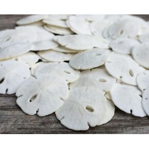 Sand Dollar - Real Sand Dollars - 0.50" to 0.75" (50pk) - Sand Dollar Shells - Wedding Seashell Craft - Sand Dollars for Crafts - Sand Dollar Ornaments - Sand Dollars Bulk - Tiny Sand Dollar