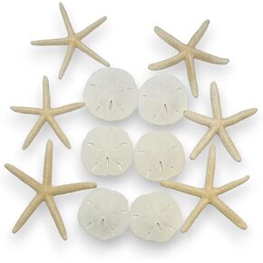 Tumbler Home Starfish and Sand Dollars (12 قطعة) - 6 أصابع نجم البحر (4"-6 بوصة) و6 دولارات رملية (3"-3.5 بوصة) - نجم البحر ودولار رملي للحرف اليدوية in Kuwait