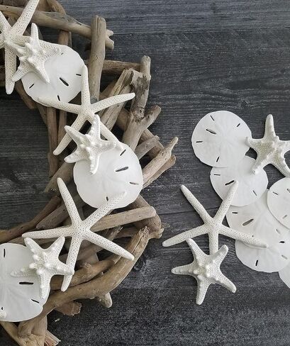 Tumbler Home Starfish and Sand Dollars (12 قطعة) - 6 أصابع نجم البحر (4"-6 بوصة) و6 دولارات رملية (3"-3.5 بوصة) - نجم البحر ودولار رملي للحرف اليدوية in Kuwait