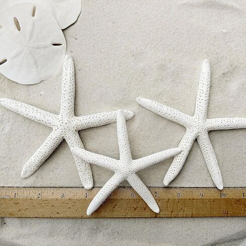Tumbler Home Starfish and Sand Dollars (12 قطعة) - 6 أصابع نجم البحر (4"-6 بوصة) و6 دولارات رملية (3"-3.5 بوصة) - نجم البحر ودولار رملي للحرف اليدوية in Kuwait