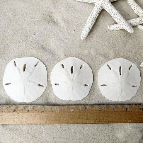 Tumbler Home Starfish and Sand Dollars (12 قطعة) - 6 أصابع نجم البحر (4"-6 بوصة) و6 دولارات رملية (3"-3.5 بوصة) - نجم البحر ودولار رملي للحرف اليدوية in Kuwait