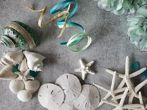 Tumbler Home Starfish and Sand Dollars (12 قطعة) - 6 أصابع نجم البحر (4"-6 بوصة) و6 دولارات رملية (3"-3.5 بوصة) - نجم البحر ودولار رملي للحرف اليدوية in Kuwait