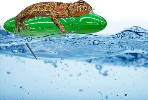 SETHOUS 8 Pack Bearded Dragon Bathtub Toy, Inflatable Floating Drinking Holders, Bathe Float Small Animal Toy for Lizard Tortoise, Drink Floats Inflatable Cup Coasters for Pool Party in Kuwait