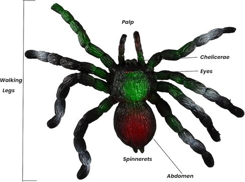 عنكبوت مطاطي واقعي من BOHS - لعبة إسفنجية للهالوين - كبيرة ناعمة قابلة للتمدد - حشرات مزحة in Kuwait
