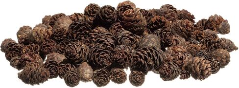 Pine Cones | 100 Small Pine Cones 3/4"-1 1/4" | 6 oz Mini Black Spruce Pine Cones | Pine Cone Filler in Saudi Arabia