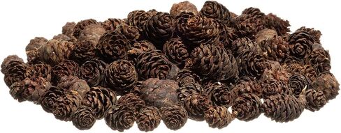 Pine Cones | 100 Small Pine Cones 3/4"-1 1/4" | 6 oz Mini Black Spruce Pine Cones | Pine Cone Filler in Saudi Arabia