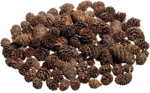 Pine Cones | 100 Small Pine Cones 3/4"-1 1/4" | 6 oz Mini Black Spruce Pine Cones | Pine Cone Filler in Saudi Arabia