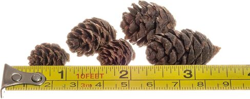 Pine Cones | 100 Small Pine Cones 3/4"-1 1/4" | 6 oz Mini Black Spruce Pine Cones | Pine Cone Filler in Saudi Arabia