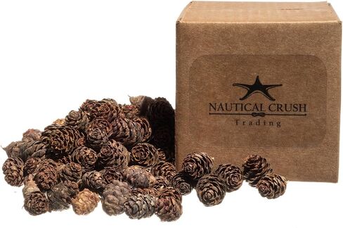 Pine Cones | 100 Small Pine Cones 3/4"-1 1/4" | 6 oz Mini Black Spruce Pine Cones | Pine Cone Filler in Saudi Arabia
