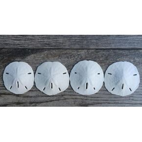 Nautical Crush Trading Sand Dollar | Real Sand Dollars 3" to 3 1/2" (Set of 4) | Sand Dollar Shells | Seashell Wedding | Sand Dollars for Crafts Plus Free Nautical eBook by Joseph Rains in Saudi Arabia