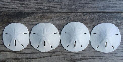Nautical Crush Trading Sand Dollar | Real Sand Dollars 3" to 3 1/2" (Set of 4) | Sand Dollar Shells | Seashell Wedding | Sand Dollars for Crafts Plus Free Nautical eBook by Joseph Rains in Saudi Arabia