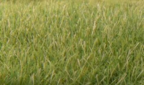 Woodland Scenic Static Grass 7mm-Medium Green -FS622 in Saudi Arabia