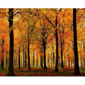 مجموعة طلاء غابة الخريف حسب الأرقام مقاس 16 × 20 بوصة من قماش شجرة الزان الاستوائية DIY لوحة أوراق صفراء للأطفال والكبار المبتدئين مع فرش وهدية فنية أكريليك جبلية (بدون إطار) in Kuwait